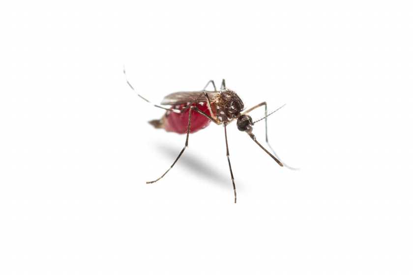 Montgomery County Public Health District Confirms 1st Death Related to West Nile Virus for 2022